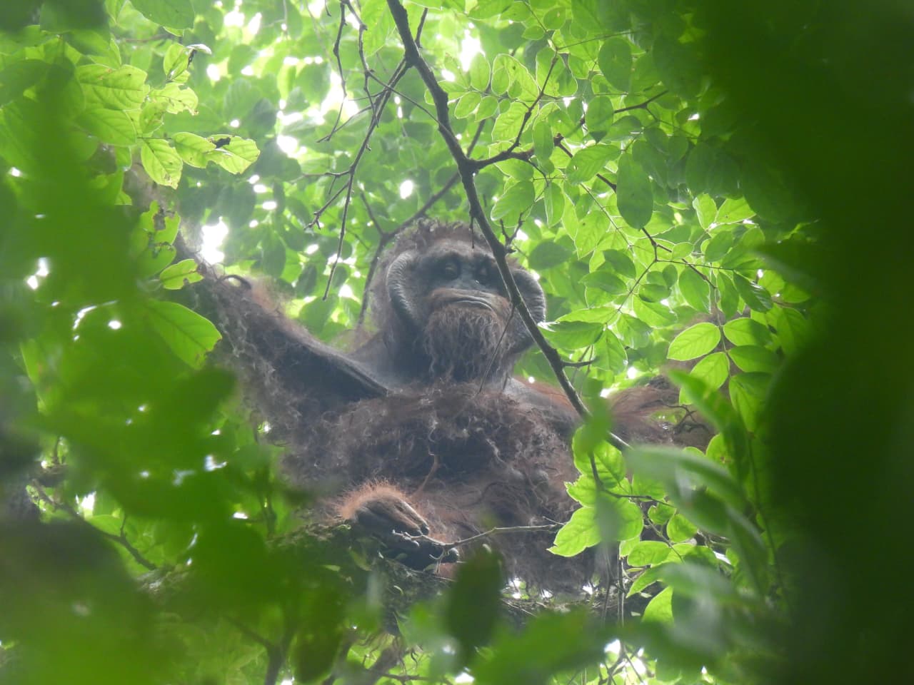 Momen ketika orang utan tersebut sukses dilepasliarkan kembali dan menapaki kanopi pohon di Hutan Kehje Sewen, Kutai Timur.